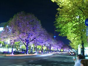 FoL LindenCorso 1.jpg